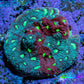 Ultra Teal, Red and Neon Green Favites Frag WYSIWYG Ultra Teal, Red and Neon Green Favites Frag WYSIWYG Aquarium Decor Ultra Teal, Red and Neon Green Favites Frag WYSIWYG Zeo Box Reef