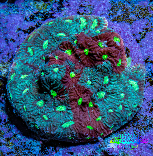 Ultra Teal, Red and Neon Green Favites Frag WYSIWYG Ultra Teal, Red and Neon Green Favites Frag WYSIWYG Aquarium Decor Ultra Teal, Red and Neon Green Favites Frag WYSIWYG Zeo Box Reef