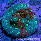 Ultra Teal, Red and Neon Green Favites Frag WYSIWYG Ultra Teal, Red and Neon Green Favites Frag WYSIWYG Aquarium Decor Ultra Teal, Red and Neon Green Favites Frag WYSIWYG Zeo Box Reef