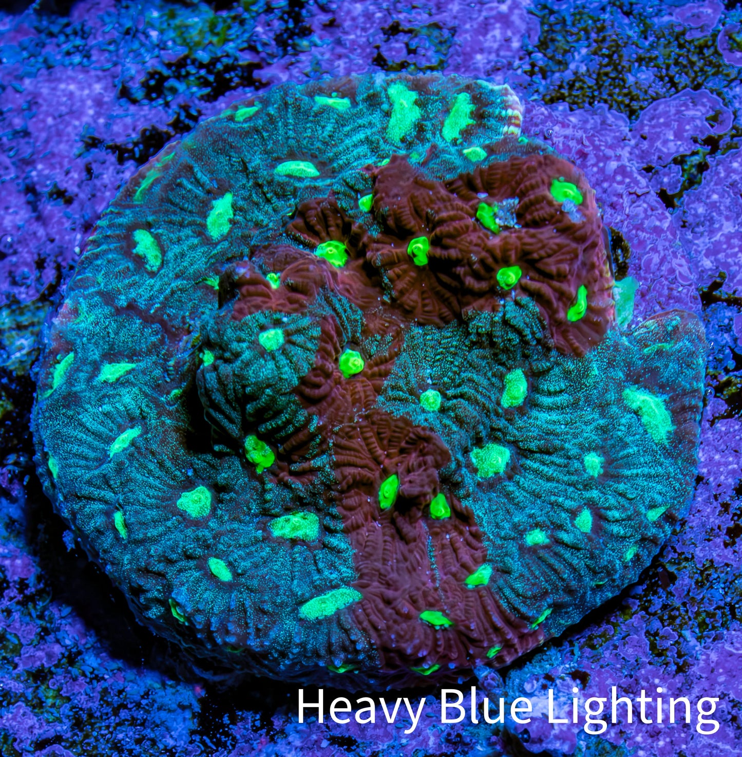 Ultra Teal, Red and Neon Green Favites Frag WYSIWYG Ultra Teal, Red and Neon Green Favites Frag WYSIWYG Aquarium Decor Ultra Teal, Red and Neon Green Favites Frag WYSIWYG Zeo Box Reef