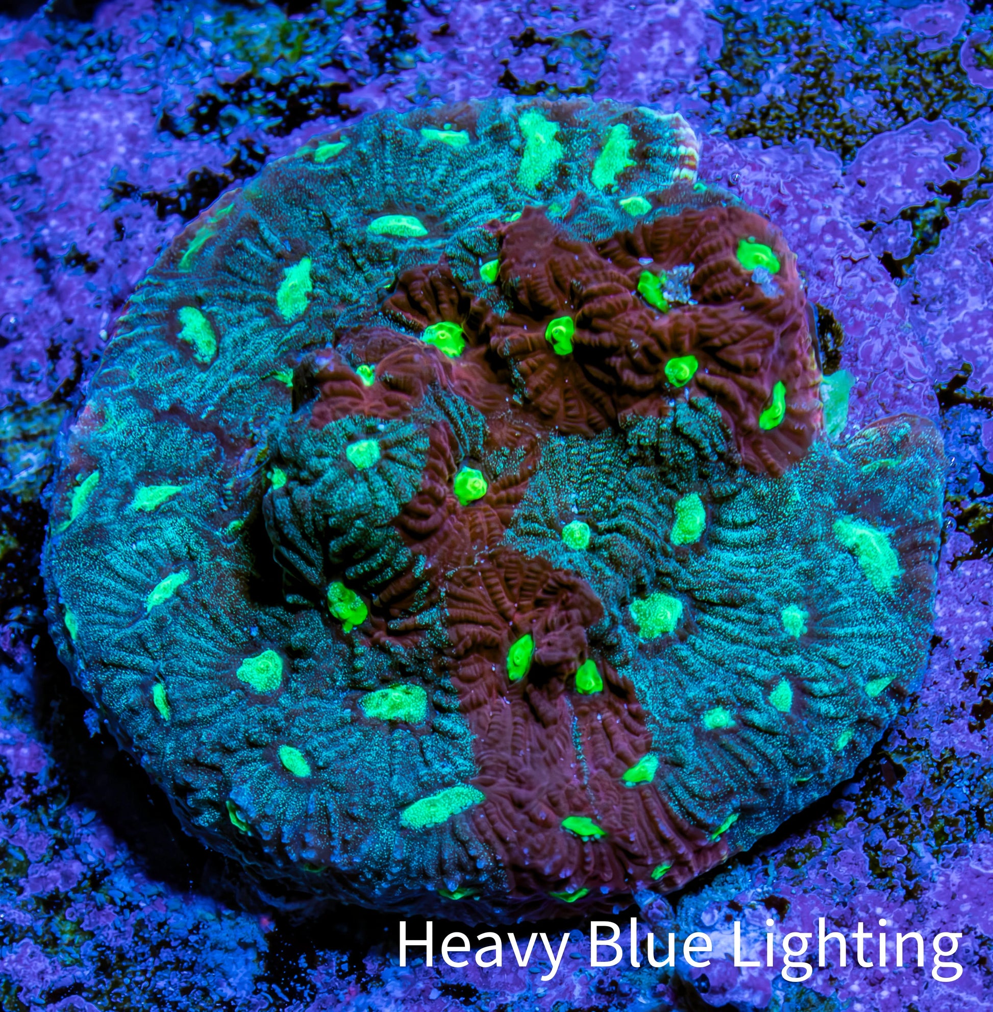 Ultra Teal, Red and Neon Green Favites Frag WYSIWYG Ultra Teal, Red and Neon Green Favites Frag WYSIWYG Aquarium Decor Ultra Teal, Red and Neon Green Favites Frag WYSIWYG Zeo Box Reef