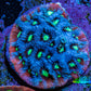 Ultra Teal, Red and Neon Green Favites Frag WYSIWYG Ultra Teal, Red and Neon Green Favites Frag WYSIWYG Aquarium Decor Ultra Teal, Red and Neon Green Favites Frag WYSIWYG Zeo Box Reef