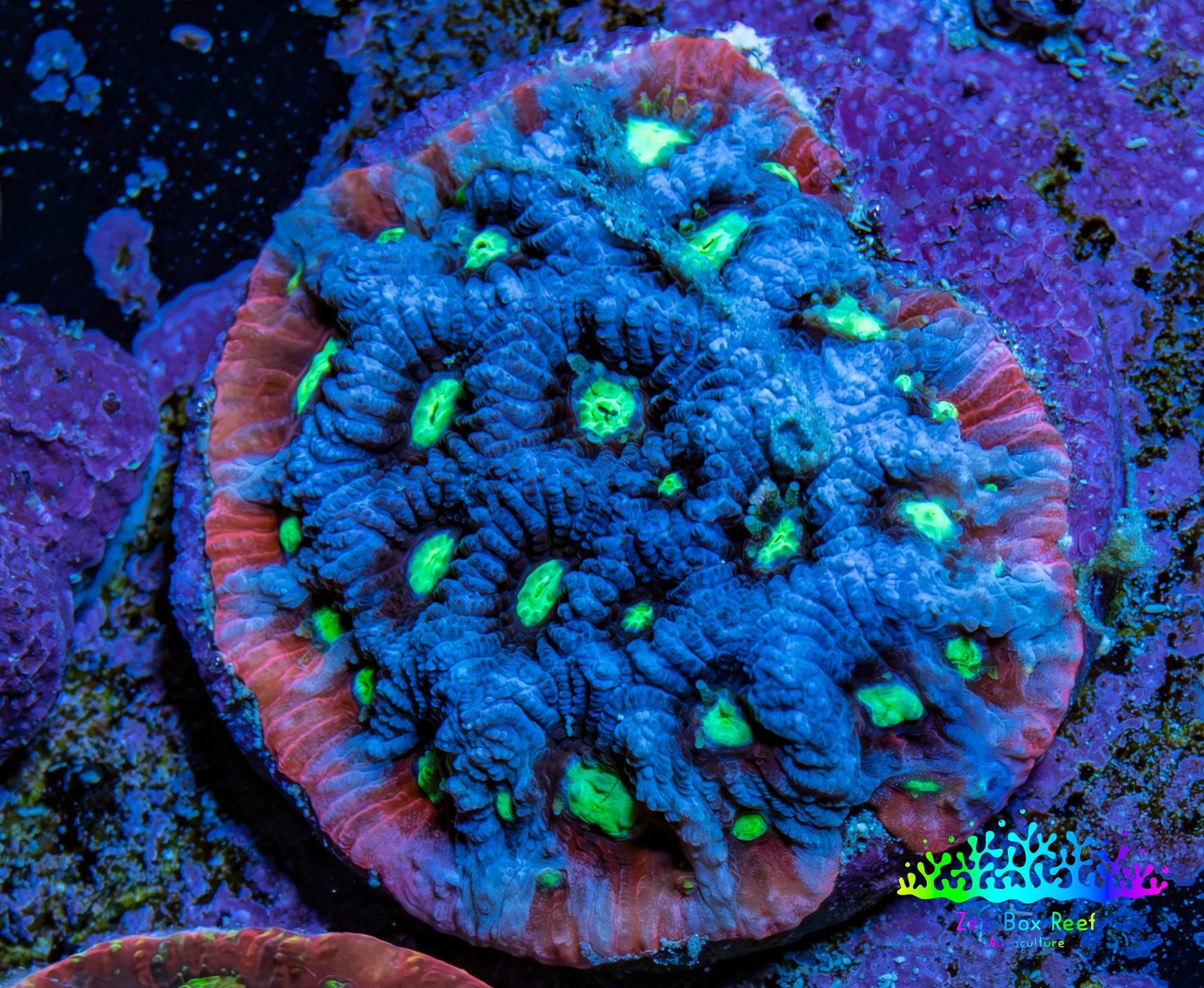 Ultra Teal, Red and Neon Green Favites Frag WYSIWYG Ultra Teal, Red and Neon Green Favites Frag WYSIWYG Aquarium Decor Ultra Teal, Red and Neon Green Favites Frag WYSIWYG Zeo Box Reef