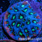 Ultra Teal, Red and Neon Green Favites Frag WYSIWYG Ultra Teal, Red and Neon Green Favites Frag WYSIWYG Aquarium Decor Ultra Teal, Red and Neon Green Favites Frag WYSIWYG Zeo Box Reef