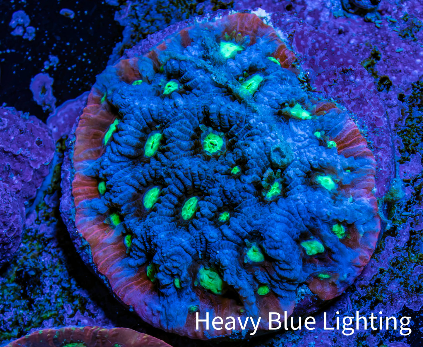 Ultra Teal, Red and Neon Green Favites Frag WYSIWYG Ultra Teal, Red and Neon Green Favites Frag WYSIWYG Aquarium Decor Ultra Teal, Red and Neon Green Favites Frag WYSIWYG Zeo Box Reef