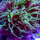 Ultra Torch Coral 6cm WYSIWYG D2R1B1 Ultra Torch Coral 6cm WYSIWYG D2R1B1 LPS Ultra Torch Coral 6cm WYSIWYG D2R1B1 Zeo Box Reef