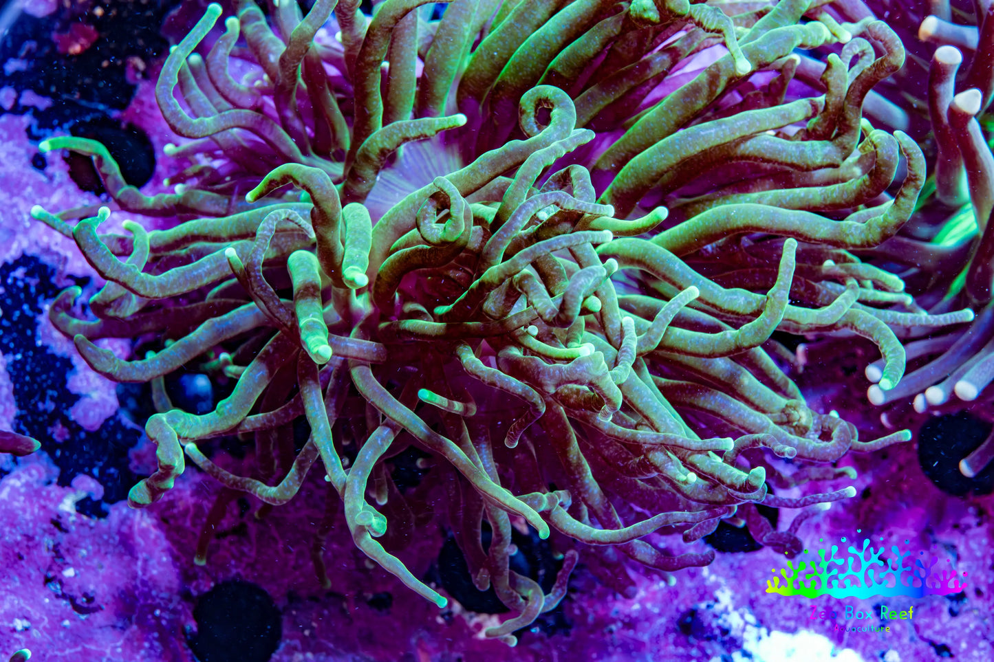 Ultra Torch Coral 6cm WYSIWYG D2R1B1 Ultra Torch Coral 6cm WYSIWYG D2R1B1 LPS Ultra Torch Coral 6cm WYSIWYG D2R1B1 Zeo Box Reef