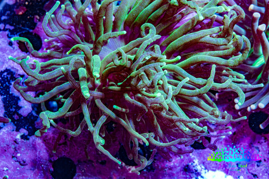 Ultra Torch Coral 6cm WYSIWYG D2R1B1 Ultra Torch Coral 6cm WYSIWYG D2R1B1 LPS Ultra Torch Coral 6cm WYSIWYG D2R1B1 Zeo Box Reef