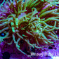 Ultra Torch Coral 6cm WYSIWYG D2R1B1 Ultra Torch Coral 6cm WYSIWYG D2R1B1 LPS Ultra Torch Coral 6cm WYSIWYG D2R1B1 Zeo Box Reef