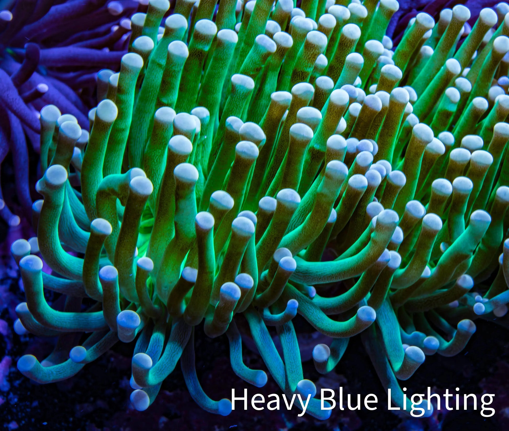 Ultra Torch Coral Cotton Candy torch 7cm WYSIWYG B2R1B1 Ultra Torch Coral Cotton Candy torch 7cm WYSIWYG B2R1B1 LPS Ultra Torch Coral Cotton Candy torch 7cm WYSIWYG B2R1B1 Zeo Box Reef