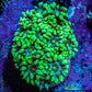 Ultra Toxic Green Goniopora Frag, WYSIWYG Ultra Toxic Green Goniopora Frag, WYSIWYG Animals & Pet Supplies Ultra Toxic Green Goniopora Frag, WYSIWYG Zeo Box Reef
