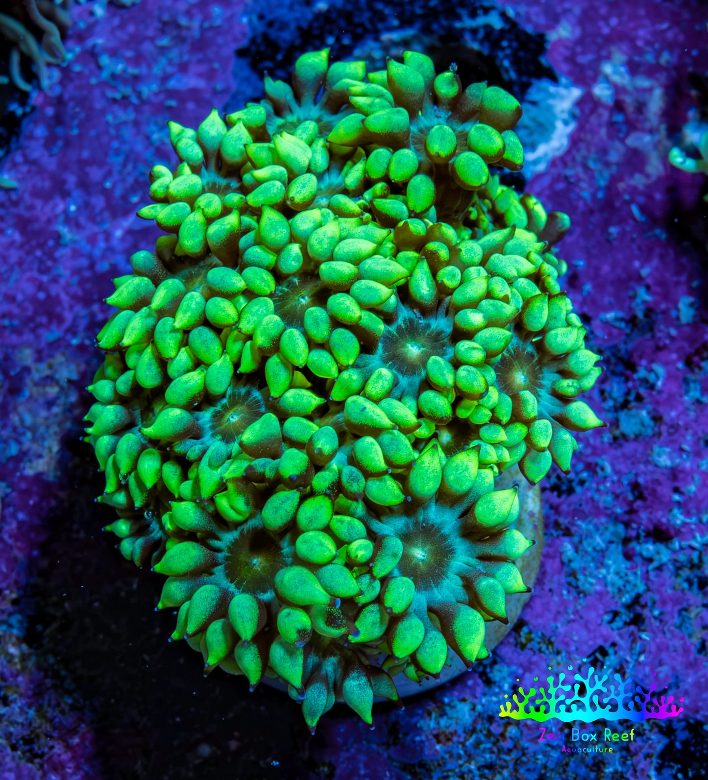Ultra Toxic Green Goniopora Frag, WYSIWYG Ultra Toxic Green Goniopora Frag, WYSIWYG Animals & Pet Supplies Ultra Toxic Green Goniopora Frag, WYSIWYG Zeo Box Reef