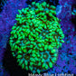 Ultra Toxic Green Goniopora Frag, WYSIWYG Ultra Toxic Green Goniopora Frag, WYSIWYG Animals & Pet Supplies Ultra Toxic Green Goniopora Frag, WYSIWYG Zeo Box Reef
