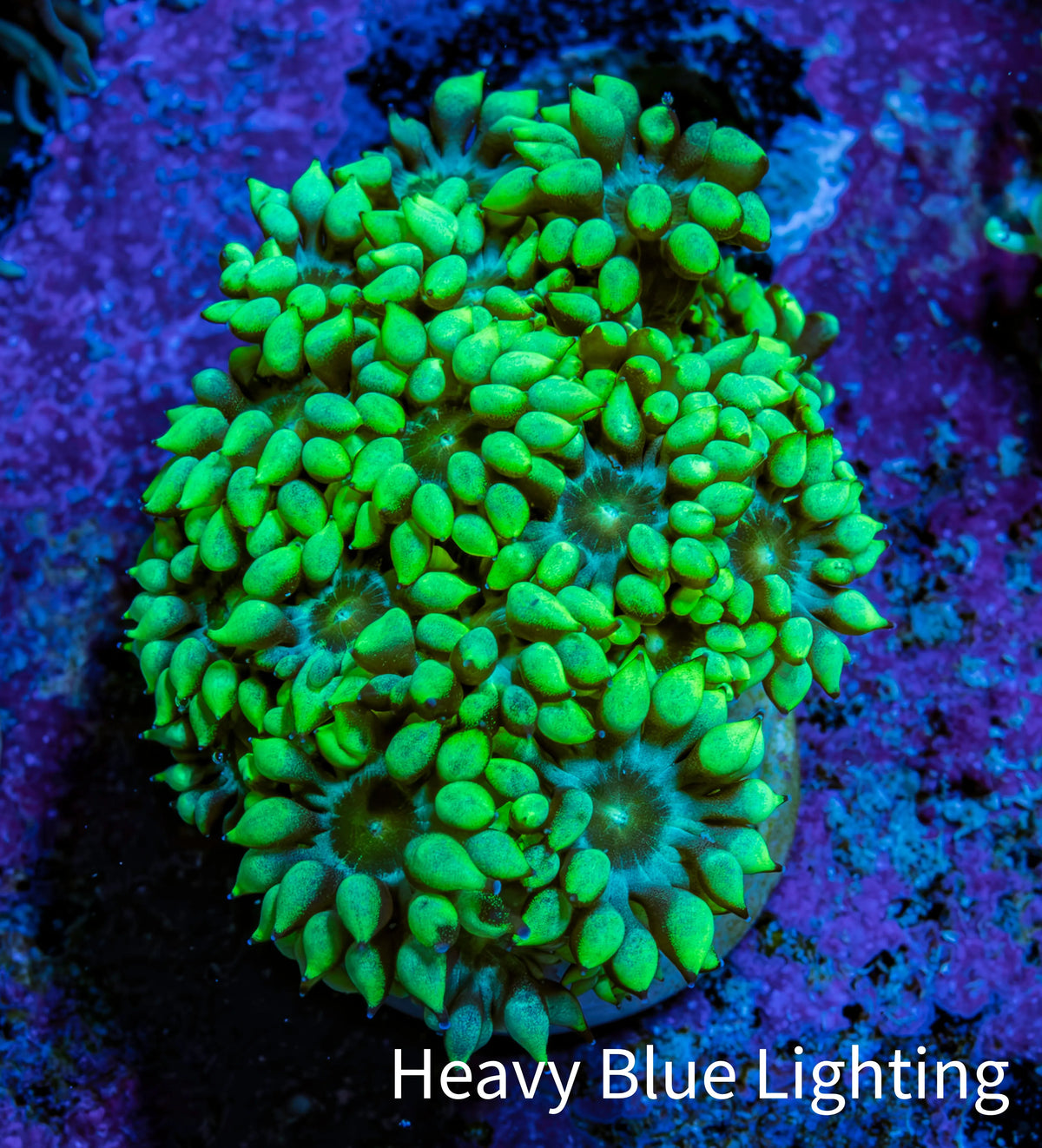 Ultra Toxic Green Goniopora Frag, WYSIWYG Ultra Toxic Green Goniopora Frag, WYSIWYG Animals & Pet Supplies Ultra Toxic Green Goniopora Frag, WYSIWYG Zeo Box Reef