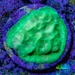 Ultra Toxic Green Leptoseris Coral Frag WYSIWYG Ultra Toxic Green Leptoseris Coral Frag WYSIWYG Pet Supplies Ultra Toxic Green Leptoseris Coral Frag WYSIWYG Zeo Box Reef