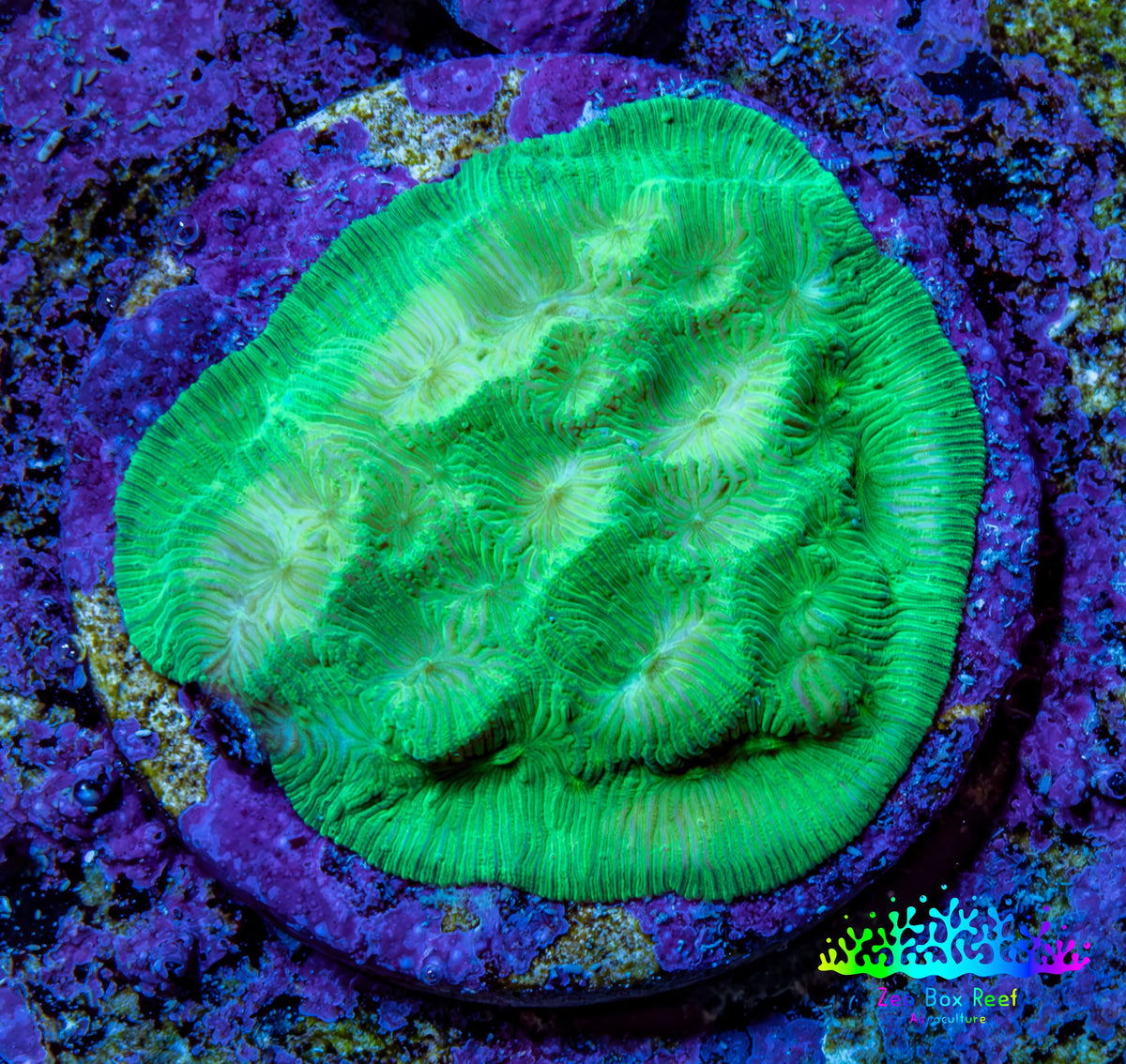 Ultra Toxic Green Leptoseris Coral Frag WYSIWYG Ultra Toxic Green Leptoseris Coral Frag WYSIWYG Pet Supplies Ultra Toxic Green Leptoseris Coral Frag WYSIWYG Zeo Box Reef