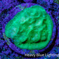 Ultra Toxic Green Leptoseris Coral Frag WYSIWYG Ultra Toxic Green Leptoseris Coral Frag WYSIWYG Pet Supplies Ultra Toxic Green Leptoseris Coral Frag WYSIWYG Zeo Box Reef