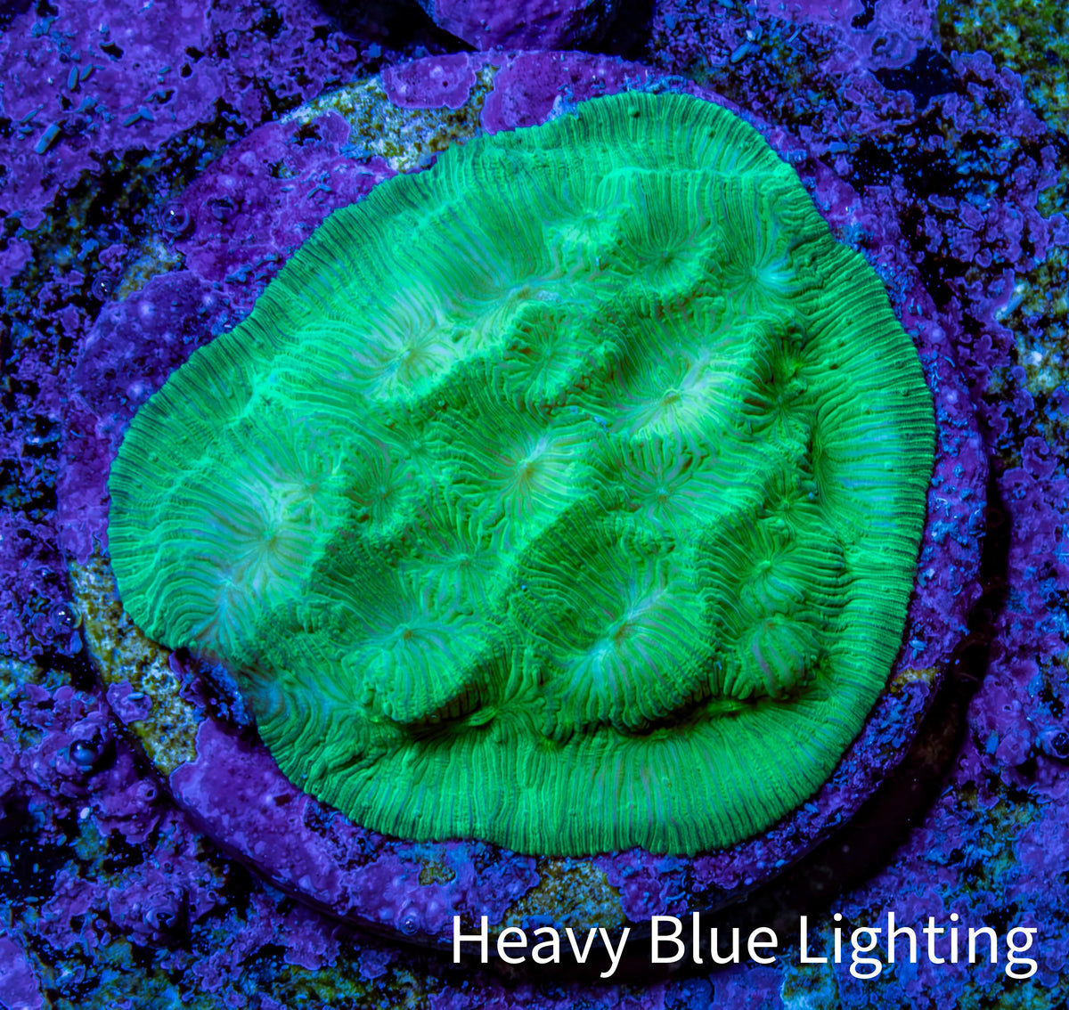 Ultra Toxic Green Leptoseris Coral Frag WYSIWYG Ultra Toxic Green Leptoseris Coral Frag WYSIWYG Pet Supplies Ultra Toxic Green Leptoseris Coral Frag WYSIWYG Zeo Box Reef