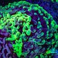 Ultra Toxic Green Splatter Hammer Coral 10cm WYSIWYG A5R6B1 Ultra Toxic Green Splatter Hammer Coral 10cm WYSIWYG A5R6B1 Aquarium Decor Ultra Toxic Green Splatter Hammer Coral 10cm WYSIWYG A5R6B1 Zeo Box Reef