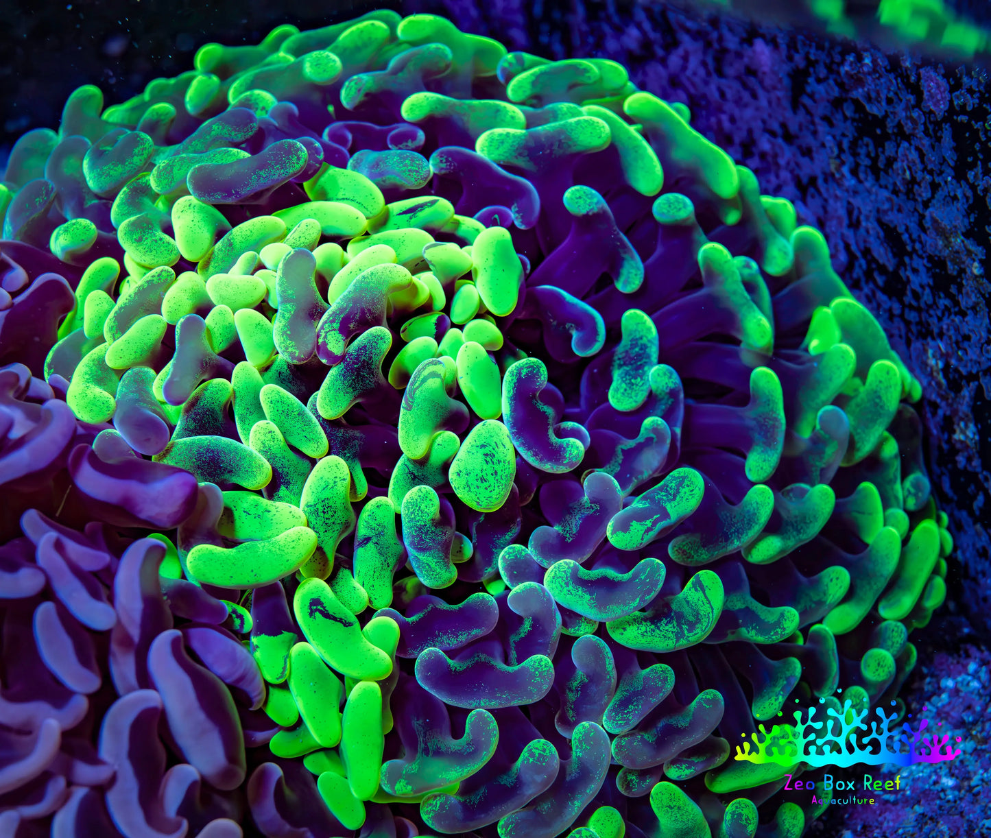 Ultra Toxic Green Splatter Hammer Coral 10cm WYSIWYG A5R6B1 Ultra Toxic Green Splatter Hammer Coral 10cm WYSIWYG A5R6B1 Aquarium Decor Ultra Toxic Green Splatter Hammer Coral 10cm WYSIWYG A5R6B1 Zeo Box Reef