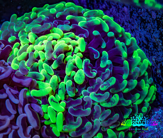Ultra Toxic Green Splatter Hammer Coral 10cm WYSIWYG A5R6B1 Ultra Toxic Green Splatter Hammer Coral 10cm WYSIWYG A5R6B1 Aquarium Decor Ultra Toxic Green Splatter Hammer Coral 10cm WYSIWYG A5R6B1 Zeo Box Reef