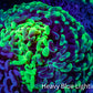 Ultra Toxic Green Splatter Hammer Coral 10cm WYSIWYG A5R6B1 Ultra Toxic Green Splatter Hammer Coral 10cm WYSIWYG A5R6B1 Aquarium Decor Ultra Toxic Green Splatter Hammer Coral 10cm WYSIWYG A5R6B1 Zeo Box Reef