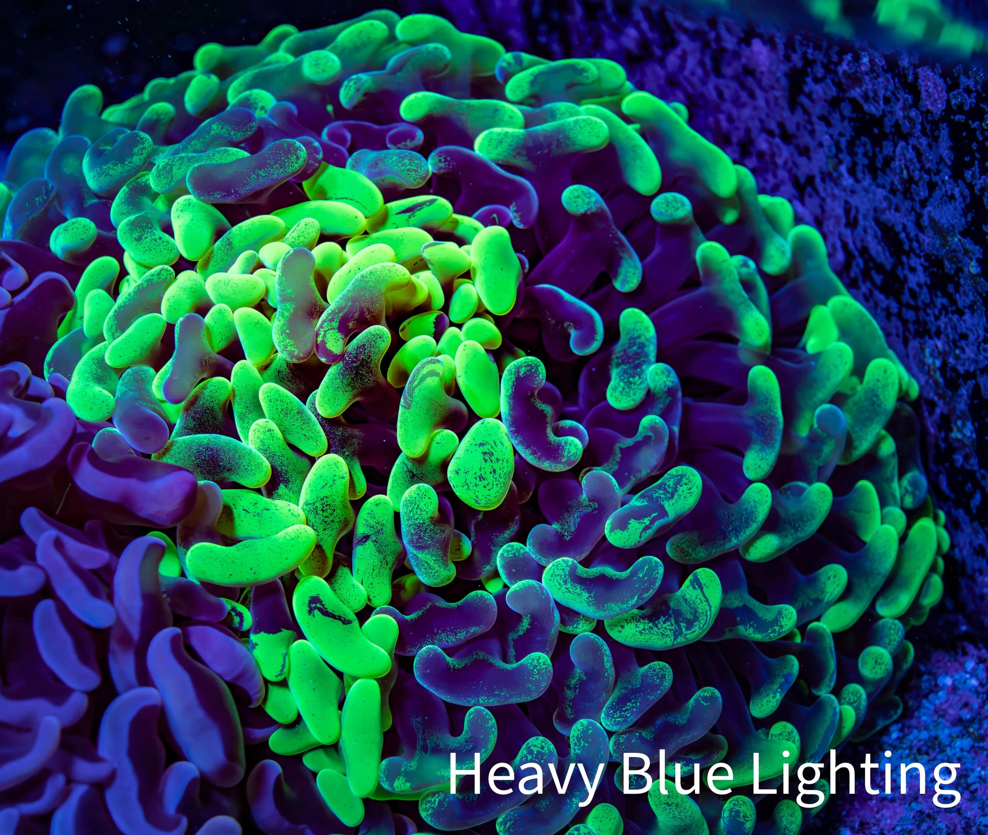Ultra Toxic Green Splatter Hammer Coral 10cm WYSIWYG A5R6B1 Ultra Toxic Green Splatter Hammer Coral 10cm WYSIWYG A5R6B1 Aquarium Decor Ultra Toxic Green Splatter Hammer Coral 10cm WYSIWYG A5R6B1 Zeo Box Reef