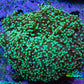 Ultra  Toxic Green Tip Frogspawn Coral -  WYSIWYG 10cm A1R5B1 Ultra  Toxic Green Tip Frogspawn Coral -  WYSIWYG 10cm A1R5B1 LPS Ultra  Toxic Green Tip Frogspawn Coral -  WYSIWYG 10cm A1R5B1 Zeo Box Reef