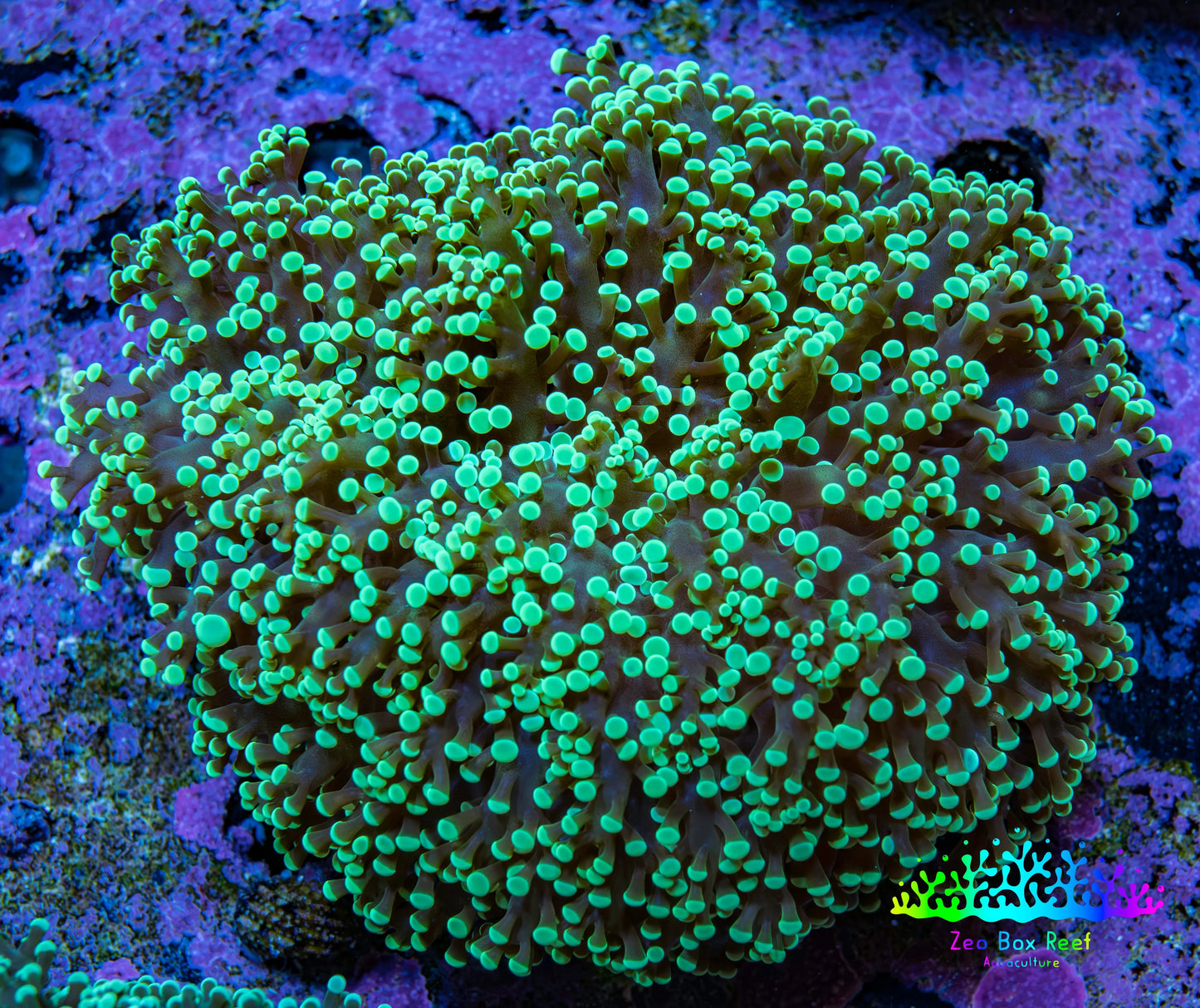 Ultra  Toxic Green Tip Frogspawn Coral -  WYSIWYG 10cm A1R5B1 Ultra  Toxic Green Tip Frogspawn Coral -  WYSIWYG 10cm A1R5B1 LPS Ultra  Toxic Green Tip Frogspawn Coral -  WYSIWYG 10cm A1R5B1 Zeo Box Reef