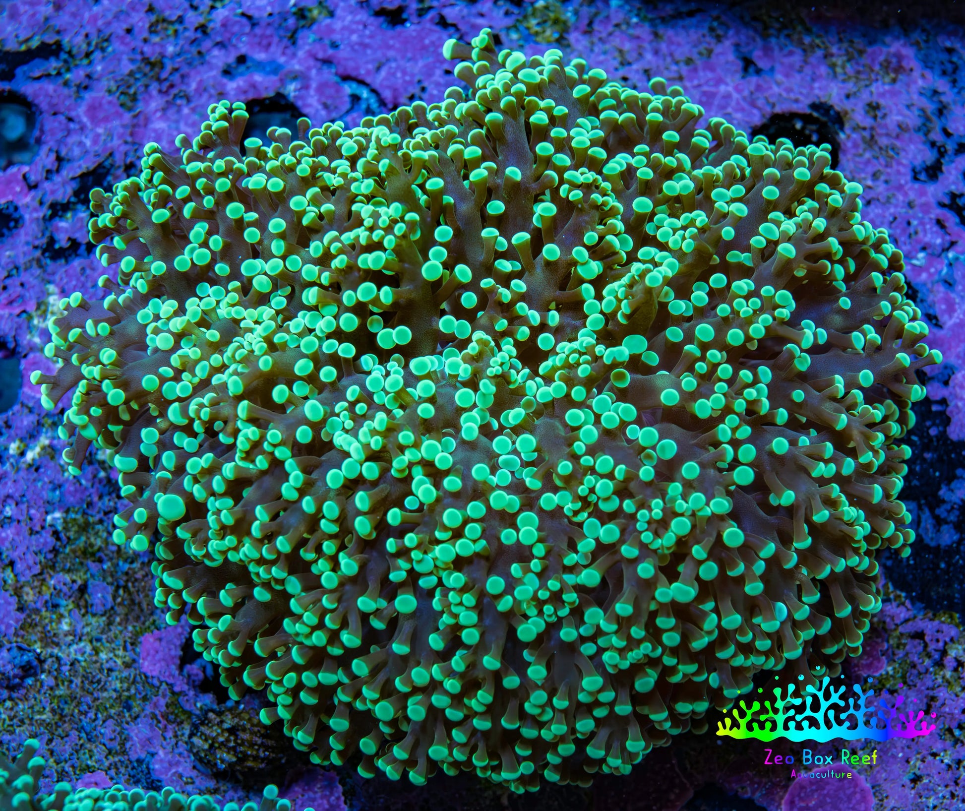 Ultra  Toxic Green Tip Frogspawn Coral -  WYSIWYG 10cm A1R5B1 Ultra  Toxic Green Tip Frogspawn Coral -  WYSIWYG 10cm A1R5B1 LPS Ultra  Toxic Green Tip Frogspawn Coral -  WYSIWYG 10cm A1R5B1 Zeo Box Reef