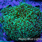 Ultra  Toxic Green Tip Frogspawn Coral -  WYSIWYG 10cm A1R5B1 Ultra  Toxic Green Tip Frogspawn Coral -  WYSIWYG 10cm A1R5B1 LPS Ultra  Toxic Green Tip Frogspawn Coral -  WYSIWYG 10cm A1R5B1 Zeo Box Reef