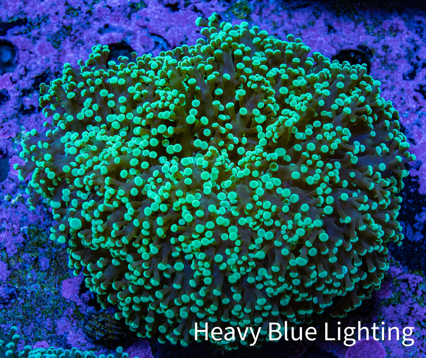 Ultra  Toxic Green Tip Frogspawn Coral -  WYSIWYG 10cm A1R5B1 Ultra  Toxic Green Tip Frogspawn Coral -  WYSIWYG 10cm A1R5B1 LPS Ultra  Toxic Green Tip Frogspawn Coral -  WYSIWYG 10cm A1R5B1 Zeo Box Reef