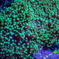 Ultra  Toxic Green Tip Frogspawn Coral -  WYSIWYG 10cm Ultra  Toxic Green Tip Frogspawn Coral -  WYSIWYG 10cm LPS Ultra  Toxic Green Tip Frogspawn Coral -  WYSIWYG 10cm Zeo Box Reef