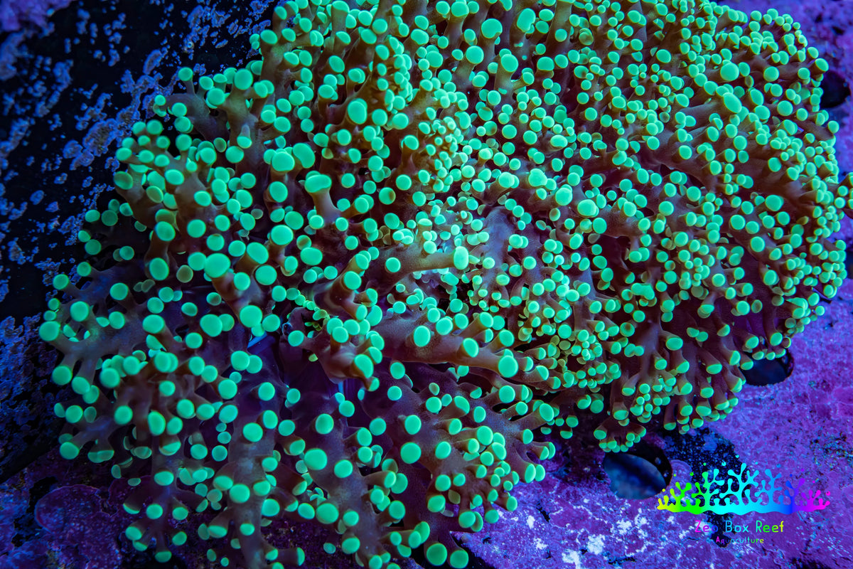Ultra  Toxic Green Tip Frogspawn Coral -  WYSIWYG 10cm Ultra  Toxic Green Tip Frogspawn Coral -  WYSIWYG 10cm LPS Ultra  Toxic Green Tip Frogspawn Coral -  WYSIWYG 10cm Zeo Box Reef