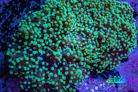 Ultra  Toxic Green Tip Frogspawn Coral -  WYSIWYG 10cm Ultra  Toxic Green Tip Frogspawn Coral -  WYSIWYG 10cm LPS Ultra  Toxic Green Tip Frogspawn Coral -  WYSIWYG 10cm Zeo Box Reef