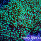 Ultra  Toxic Green Tip Frogspawn Coral -  WYSIWYG 10cm Ultra  Toxic Green Tip Frogspawn Coral -  WYSIWYG 10cm LPS Ultra  Toxic Green Tip Frogspawn Coral -  WYSIWYG 10cm Zeo Box Reef