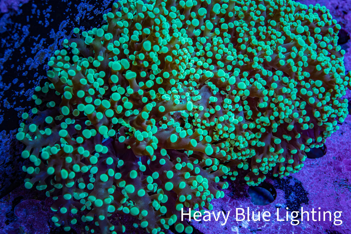 Ultra  Toxic Green Tip Frogspawn Coral -  WYSIWYG 10cm Ultra  Toxic Green Tip Frogspawn Coral -  WYSIWYG 10cm LPS Ultra  Toxic Green Tip Frogspawn Coral -  WYSIWYG 10cm Zeo Box Reef