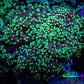 Ultra Toxic Green Tip Frogspawn Coral -  WYSIWYG 5cm  C2R5B1 Ultra Toxic Green Tip Frogspawn Coral -  WYSIWYG 5cm  C2R5B1 LPS Ultra Toxic Green Tip Frogspawn Coral -  WYSIWYG 5cm  C2R5B1 Zeo Box Reef