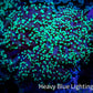 Ultra Toxic Green Tip Frogspawn Coral -  WYSIWYG 5cm  C2R5B1 Ultra Toxic Green Tip Frogspawn Coral -  WYSIWYG 5cm  C2R5B1 LPS Ultra Toxic Green Tip Frogspawn Coral -  WYSIWYG 5cm  C2R5B1 Zeo Box Reef