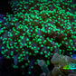 Ultra Toxic Green Tip Frogspawn Coral -  WYSIWYG 5cm  C5R5B1 Ultra Toxic Green Tip Frogspawn Coral -  WYSIWYG 5cm  C5R5B1 LPS Ultra Toxic Green Tip Frogspawn Coral -  WYSIWYG 5cm  C5R5B1 Zeo Box Reef