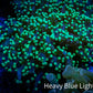 Ultra Toxic Green Tip Frogspawn Coral -  WYSIWYG 5cm  C5R5B1 Ultra Toxic Green Tip Frogspawn Coral -  WYSIWYG 5cm  C5R5B1 LPS Ultra Toxic Green Tip Frogspawn Coral -  WYSIWYG 5cm  C5R5B1 Zeo Box Reef