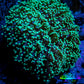 Ultra Toxic Green Tip Frogspawn Coral -  WYSIWYG 8cm  F6R5B1 Ultra Toxic Green Tip Frogspawn Coral -  WYSIWYG 8cm  F6R5B1 LPS Ultra Toxic Green Tip Frogspawn Coral -  WYSIWYG 8cm  F6R5B1 Zeo Box Reef