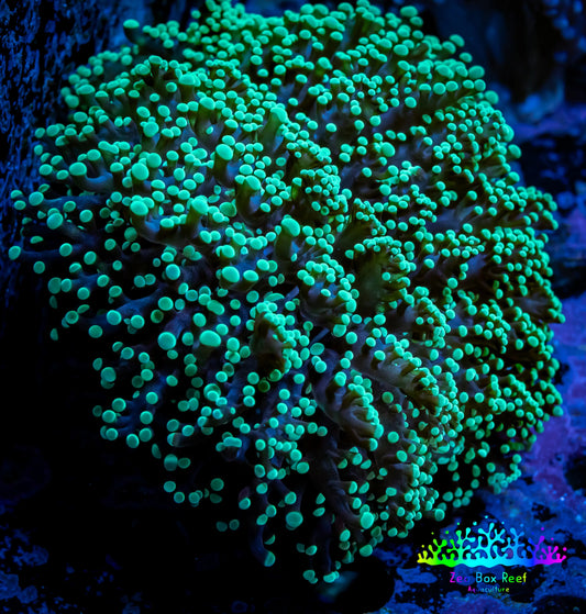 Ultra Toxic Green Tip Frogspawn Coral -  WYSIWYG 8cm  F6R5B1 Ultra Toxic Green Tip Frogspawn Coral -  WYSIWYG 8cm  F6R5B1 LPS Ultra Toxic Green Tip Frogspawn Coral -  WYSIWYG 8cm  F6R5B1 Zeo Box Reef