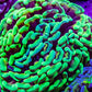 Ultra Toxic Green & Gold Stem Splatter Hammer Coral – WYSIWYG 10cm Ultra Toxic Green & Gold Stem Splatter Hammer Coral – WYSIWYG 10cm Aquarium Decor Ultra Toxic Green & Gold Stem Splatter Hammer Coral – WYSIWYG 10cm Zeo Box Reef