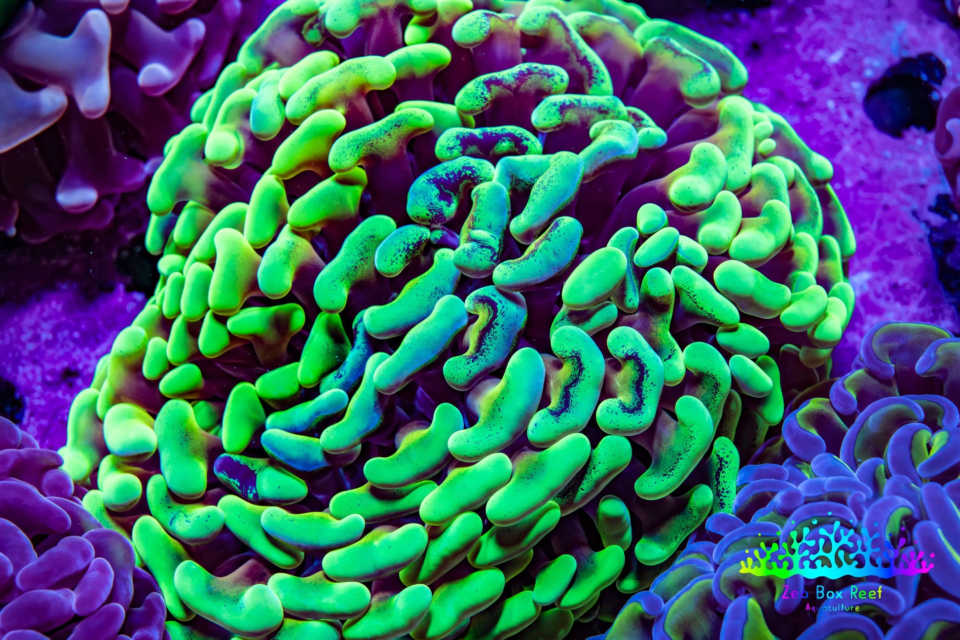 Ultra Toxic Green & Gold Stem Splatter Hammer Coral – WYSIWYG 10cm Ultra Toxic Green & Gold Stem Splatter Hammer Coral – WYSIWYG 10cm Aquarium Decor Ultra Toxic Green & Gold Stem Splatter Hammer Coral – WYSIWYG 10cm Zeo Box Reef