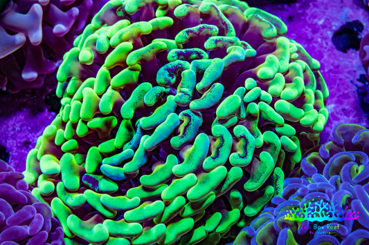 Ultra Toxic Green & Gold Stem Splatter Hammer Coral – WYSIWYG 10cm Ultra Toxic Green & Gold Stem Splatter Hammer Coral – WYSIWYG 10cm Aquarium Decor Ultra Toxic Green & Gold Stem Splatter Hammer Coral – WYSIWYG 10cm Zeo Box Reef