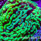 Ultra Toxic Green & Gold Stem Splatter Hammer Coral – WYSIWYG 10cm Ultra Toxic Green & Gold Stem Splatter Hammer Coral – WYSIWYG 10cm Aquarium Decor Ultra Toxic Green & Gold Stem Splatter Hammer Coral – WYSIWYG 10cm Zeo Box Reef