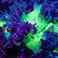 Ultra Toxic Green & Purple Elegance Coral, WYSIWYG Ultra Toxic Green & Purple Elegance Coral, WYSIWYG Aquarium Decor Ultra Toxic Green & Purple Elegance Coral, WYSIWYG Zeo Box Reef