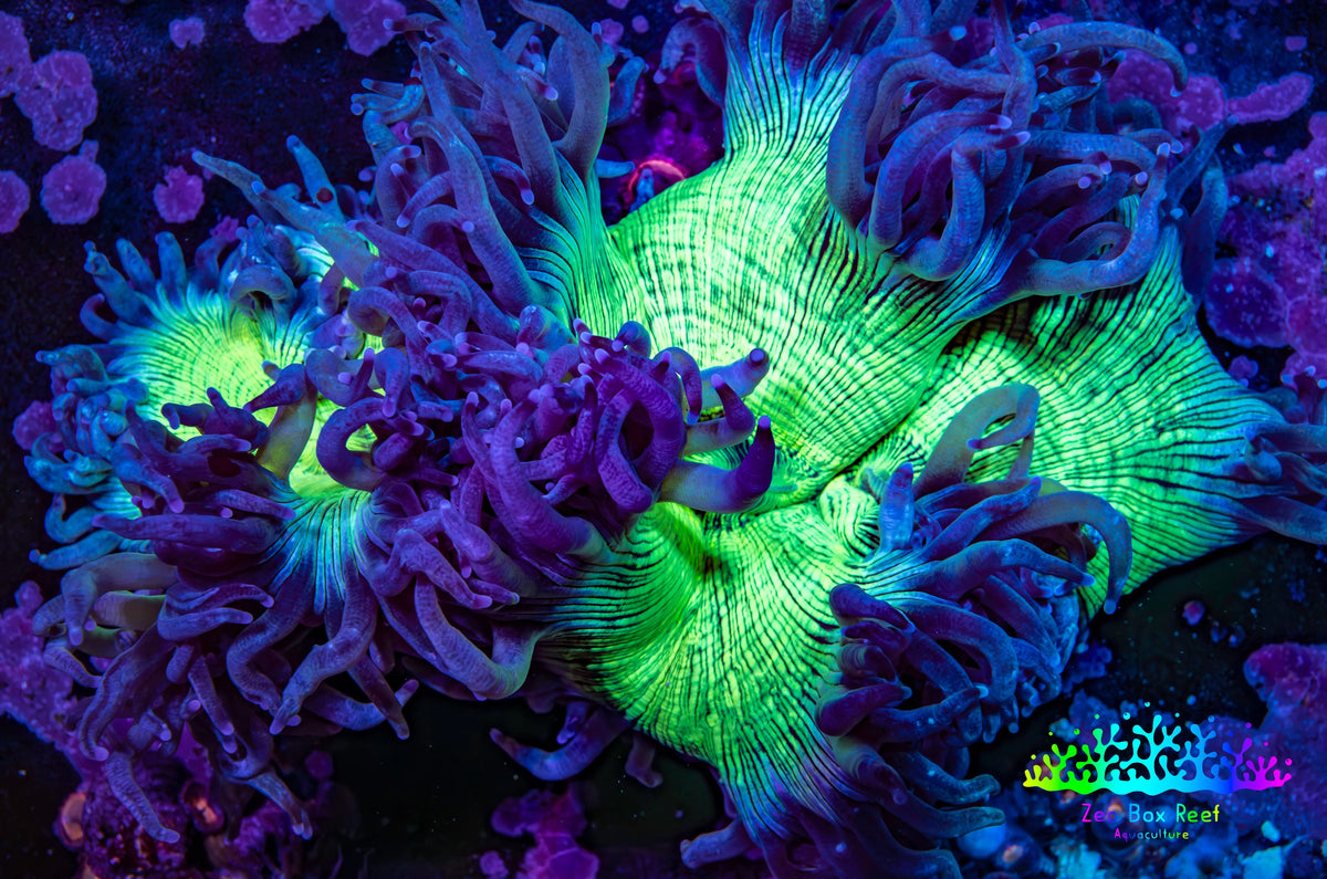 Ultra Toxic Green & Purple Elegance Coral, WYSIWYG Ultra Toxic Green & Purple Elegance Coral, WYSIWYG Aquarium Decor Ultra Toxic Green & Purple Elegance Coral, WYSIWYG Zeo Box Reef