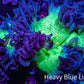 Ultra Toxic Green & Purple Elegance Coral, WYSIWYG Ultra Toxic Green & Purple Elegance Coral, WYSIWYG Aquarium Decor Ultra Toxic Green & Purple Elegance Coral, WYSIWYG Zeo Box Reef